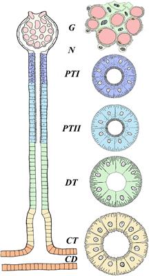 Ion Transporters and Osmoregulation in the Kidney of Teleost Fishes as a Function of Salinity